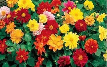 See full amazon price history chart for Green World DAHLIA DOUBLE FIGARO MIXED FLOWER SEEDS FOR KITCHEN GARDENING (20 seeds) Green World DAHLIA DOUBLE FIGARO MIXED FLOWER SEEDS FOR KITCHEN GARDENING (20 seeds) (B09KV5W4Q7) Amazon Price History, Amazon Price Tracker