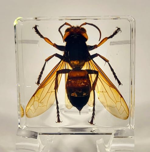 Image of 38mm Real Asian Giant Hornet in Crystal Clear Square Lucite Resin Crafts Specimen Preserved Animal Insect Bug Taxidermy Collection for Biology Science Education & Desk Ornament Display Supplies