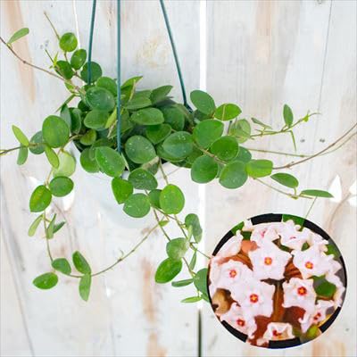 セール レア 珍種 ホヤ Hoya chloroleucha サクララン レア 珍種 Hoya