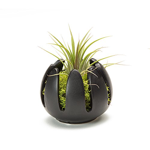 LiveTrends Lily Flower - Living Air Plant Decoration (Black)