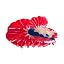 Fighting Fish