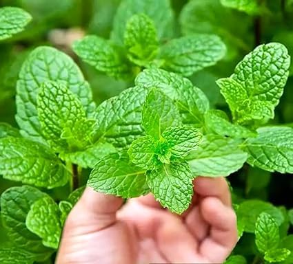 RootNrise Organic Mint Seeds for Home Garden, Non-GMO Pudina Seeds for Kitchen Garden, High Germination Rate, Suitable for Pots and Grow Bags-image-28