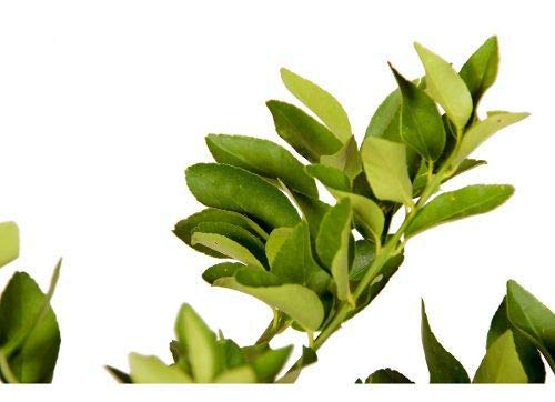 Muda De Laranja Pera Rio