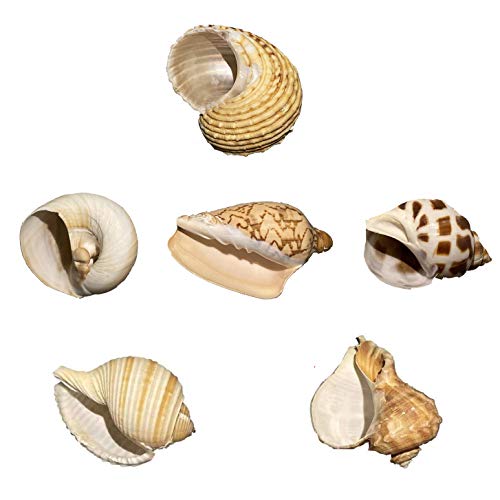 Petawi Hermit Crab Shells Large Medium XLarge Natural Growth Shells for Hermit Crab Variety Turbo Seashells Sea Conch No… - Image 7