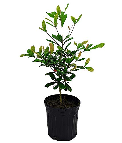 Miracle Fruit Plant - Synsepalum dulcificum - 6