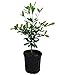 Miracle Fruit Plant - Synsepalum dulcificum - 6" Pot - Fruit Bearing Size