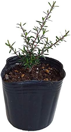 Amazon ティーツリー マヌカ ニュージーランドティーツリー 赤系一重花3号ポット2株セット はちみつで有名な常緑樹 ハーブ