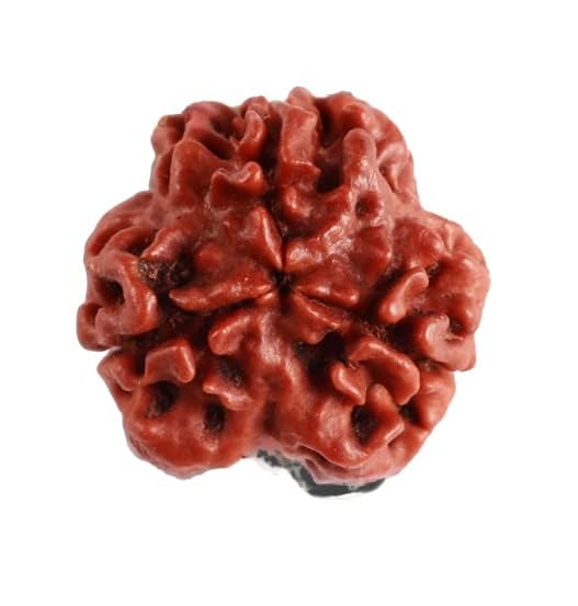 Image of Vado Certified 3 Mukhi Nepali Rudraksha with Authentic Lab Certificate Natural Beads (3 Mukhi)
