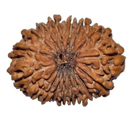 इक्कीस मुखी रुद्राक्ष 21 Mukhi Nepali Rudraksha Original Certified By Lab Brown Twenty One Face Rudraksha Natural 21 Face Rudraksha Blessed Mahadev For Dhyan-image-16