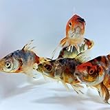 Toledo Goldfish Live Calico Fantail Goldfish for Ponds, Aquariums or Tanks – USA Born and Raised...