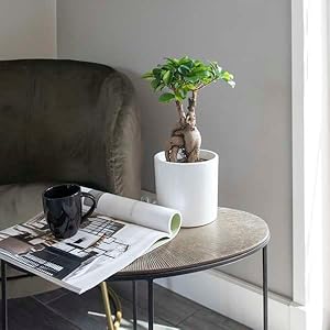 Kamerplant van Botanicly – Bonsai Japanse zelkova – Hoogte: 25 cm – Bonsai Zelkova Serrata