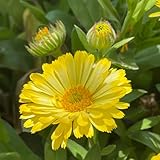 calendulasamen bio - mehrjährige winterhart bio kräutersamen stauden 500pcs