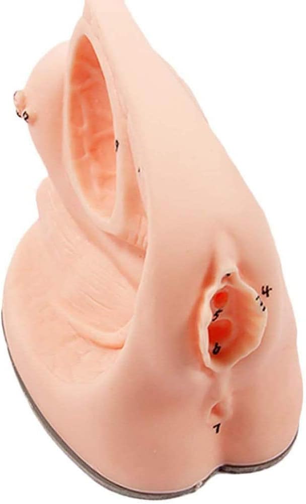 Female Catheterization Model Internal and External Genital Anatomy Model and Urinary Catheter Mold, Urinary Catheter Mold, for Clinical Teaching and Practical Training Medical Models