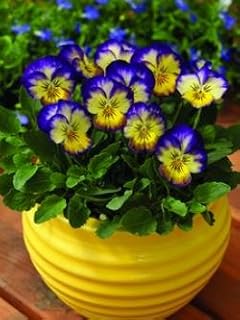 Viola Penny Primrose Picotee 1,000 Seeds