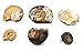 Ammonite, Nautilus & Goniatite Fossil Lot (6 Pieces) -17036