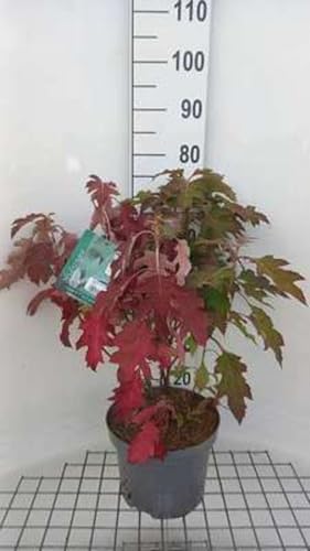 Hydrangea querc. 'Ice Crystal'® - Hortensia Ã€ Feuilles De Chêne 50-60 cm en pot