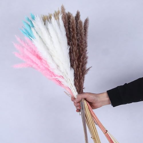 Pampas Grass Large 15Pcs Flores Secas para Decoración miniatura 3
