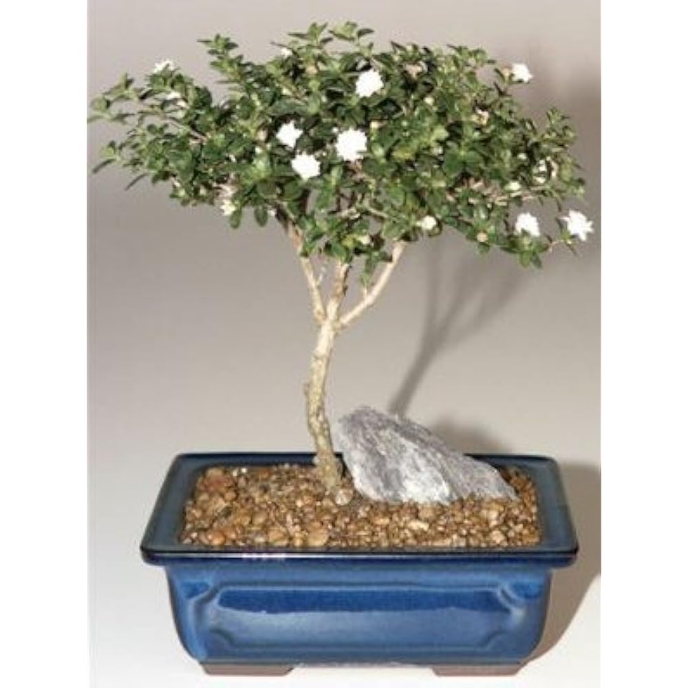 Buy Medium Snow Rose Serissa Bonsai Tree Online Australia Ubuy