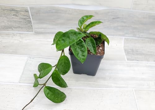 Hoya Krinkle8 Live Rare House Plants in 4" Pot by 3exoticgreen - Fully Rooted Plants Live Houseplants, Ideal Indoor Plants, Perfect Live Indoor Plants for Home Decor and Growth