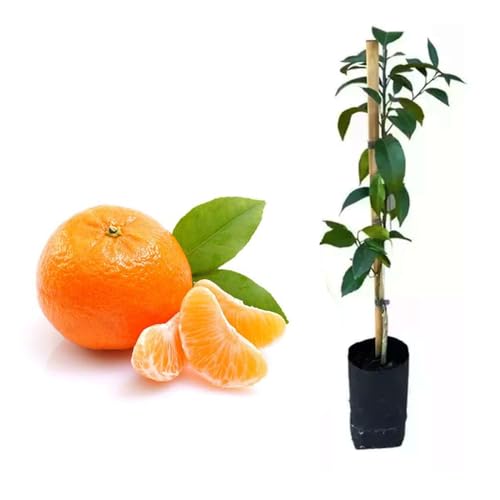 AMK Jardinagem e Paisagismo, Muda de Tangerina Murcote 50 a 80cm AMK - Plantas Online