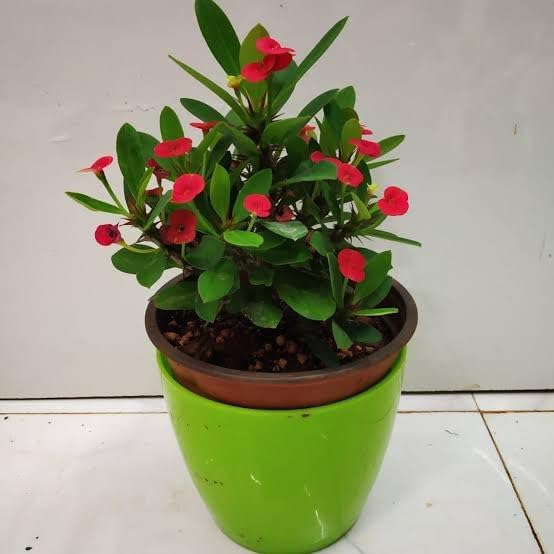Mybagecha live euphorbia milli red flower plant | crown of thorns | succulent subshrub | good luck and cacti | indoor and outdoor-image-24