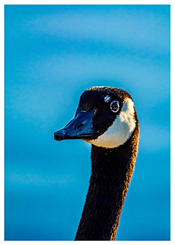 Canadian Goose Close Up Birthday Card. (Inside Reads: Happy Birthday!)