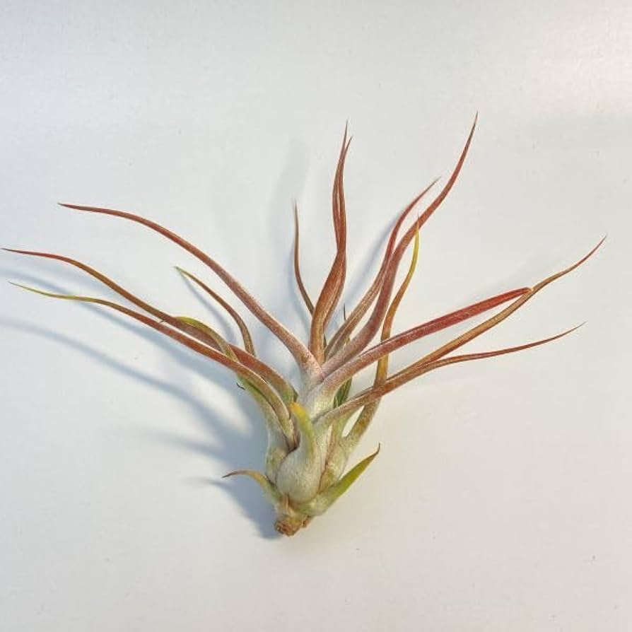 Amazon.co.jp: Tillandsia bulbosa Gigante x ionantha var