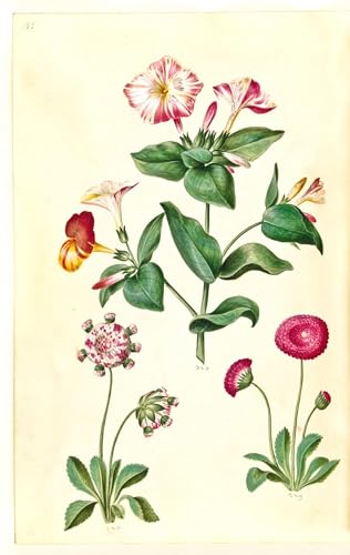 Peinture Murale Mirabilis Jalapa Holtzbecker Toile Déco Salon 60x90cm