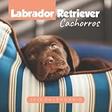 regalo cachorros labrador cantabria  Labrador Retriever Cachorros: Regalos para familiares y amigos amigos - Bellas imágenes