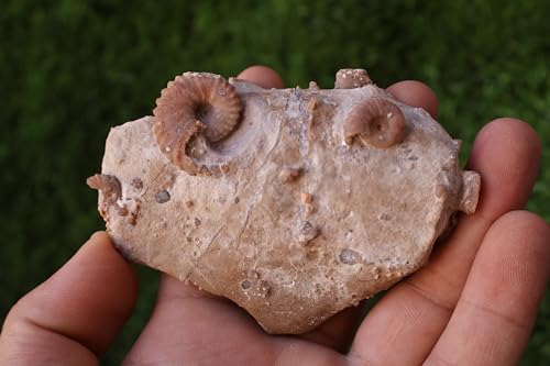 Image of Douvilleiceras & Gastropods Plate Cretaceous Fossils Fossils from Morocco Fossil Rock Ammonites Fossil A219
