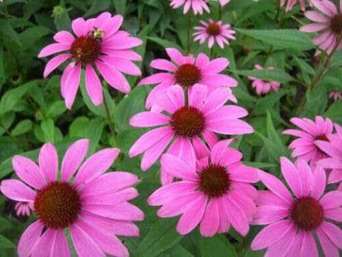 Buy4seeds 50 ECHINACEA PURPUREA - Purple CONEFLOWER Hardy Perennial Seeds Easy for Grow Garden