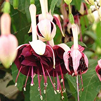 Purple double petals fuchsia potted flower plant hanging pink flowers 100pcs/bag: 1 : Seeds Only