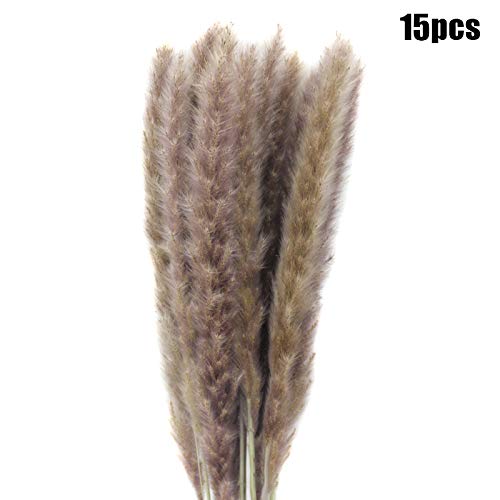 laoonl 15 stuks riet gras, natuurlijk gedroogd pampasgras, gedroogd boeket, home wedding bloemendecoratie, 60-80 cm - Afbeelding 3