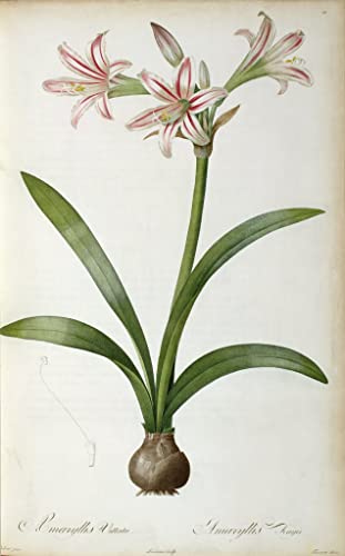 Affiche impression d'art Amaryllis Vittata image sur toile 60x90