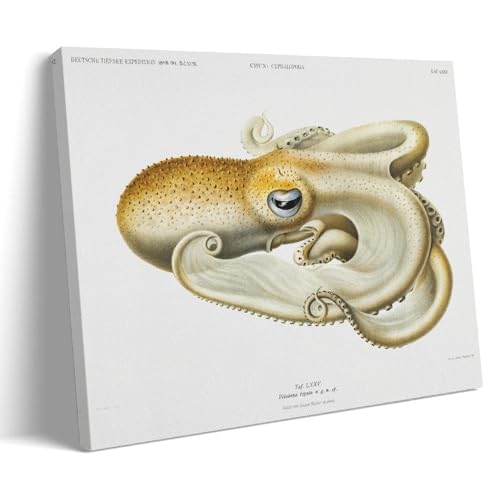 Octopus Illustration by Carl Chun Poster�C���e���A�f�U�C���A�A�[�g�v�����g�̑����A�����̐V�����Ƃ̑��蕨�̂��߂̔������|�X�^�[24x36inch(60x90cm) Frame-style