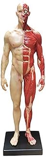Female Anatomy Figure - 11Inch Human Anatomy Figure Model - PU Material Human Skeleton Anatomical Painting Model Human Muscle Bone Model - for Medical Medical Artist Drawing Study