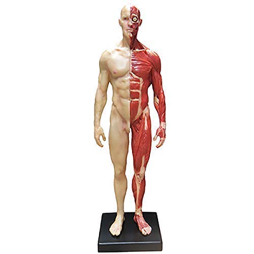 GTHTUHFD Anatomy Model Female Figure - 11Inch Human Anatomy Figure Model - Pu Material Human Skeleton Painting Model Human Muscle Bone Model For Medical Artist Drawin Skelet