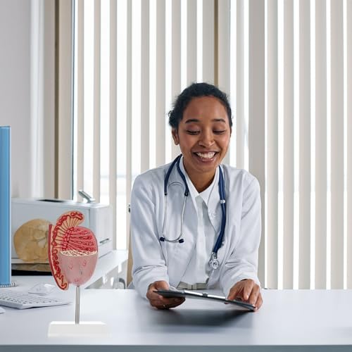 Modèle réaliste masculin de dissection en PVC pour l'enseignement