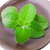 Cuban Oregano Plants Live, Pack 2 Live Cuban Oregano Plant Indoor Oudoor, Mexican Mint Plant, Spanish Thyme Plant, 4 to 6 Inches Tall Outdoor