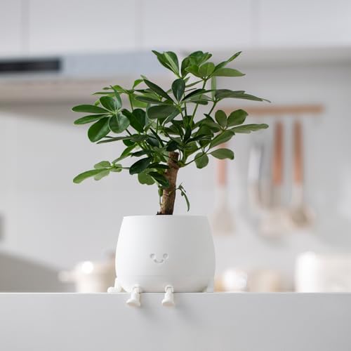 Image of TOPOLA Happy Face Planter, 5.2 Inches Plastic Plant Pot, Self Watering Plant Pot with Drainage Holes for Indoor Outdoor, Succulent Pot, Funny Flower Pot, White