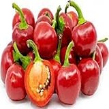 Semillas 50pcs Pimienta de chile rojo Pimienta Cherry Boom Semillas Semillas Bonsai Red Hot Chili Peppers Inicio Jardín de plantas de bricolaje