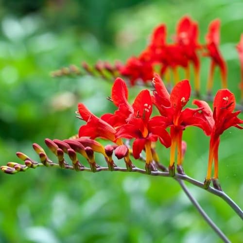 Plant Theory Lucifer Montbretia Perennials Flowering Plants Crocosmia 2L Pot