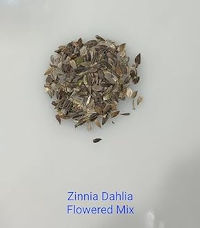 Seedbasket Zinnia Dahlia Flowered Mixed Summer Flower (100 Seeds) – Vibrant Dahlia-Shaped Flowers for Gardens, Borders, and Cut Flower Gardens, Summer Blooms