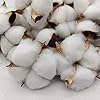 Batuffoli Di Cotone Naturali - 30 Pezzi Essiccati Per Decorazioni Fai Da Te, Stile Fattoria - Foto 9