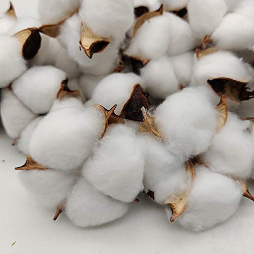 Bolas de algodón naturales Aisamco de 30 piezas para decoración rústica de jarrones en el hogar 4