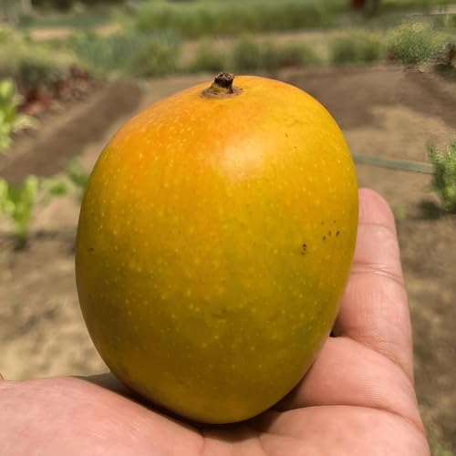 Image of Grafted Live Plant Delicious Frash ''Alphonso Mango'' Fruit Plant Tree || For Home Garden Outdoor & Indoor Plant.