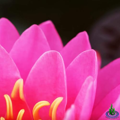 Live Water Lily Tuber Nymphaea Perry's Fire Opal Pink Red Hardy Aquatic Plants for Aquarium Freshwater Fish Pond Flower Garden - Thumbnail 4