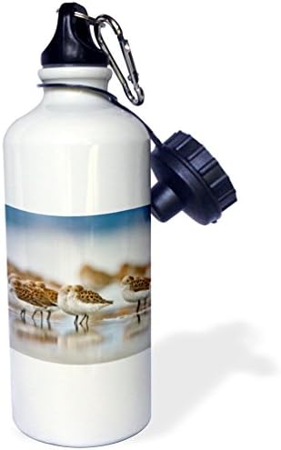 3dRose "WA, Bottle Beach, Grays Harbor, Western Sandpiper birds US48 GLU0121 Gary Luhm" Sports Water Bottle, 21 oz, White image 2