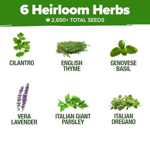 HOME GROWN 6 Herb Seeds for Planting 2,650+ Non-GMO Heirloom Seeds | Extra Large Variety Pack Herb Kit – Indoor Outdoor & Hydroponic | Culinary Seed Set | Grow Your Own Herbs | Gift for Beginners - Image 3