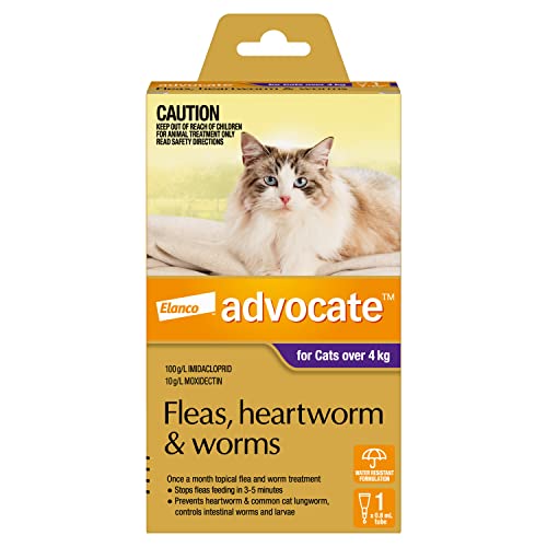 Advocate Cat, Monthly Spot-On Protection from Fleas, Heartworm and Worms, Single Pack Flea Treatment for Cats Over 4 kg, 1 Pack